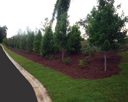 Commercial Landscaping: Killearn Lakes Plantation Commercial Center, Tallahassee, FL