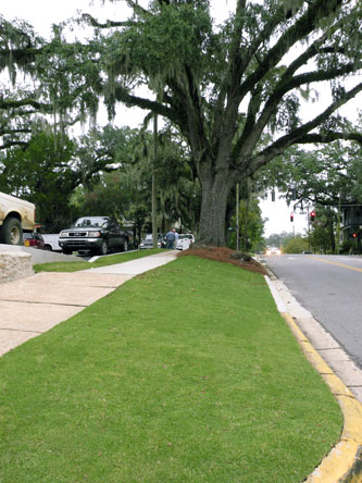 Commercial Landscaping: Hotel Duval, Tallahassee, FL