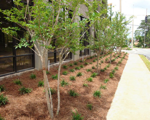 Commercial Landscaping: Orleans at Midtown, Tallahassee, FL