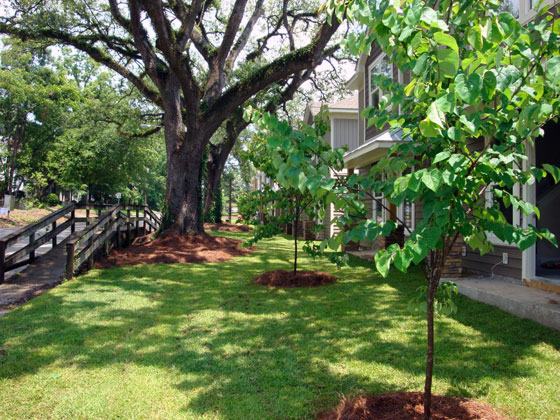 Commercial Landscaping: Park Lafayette, Tallahassee, FL