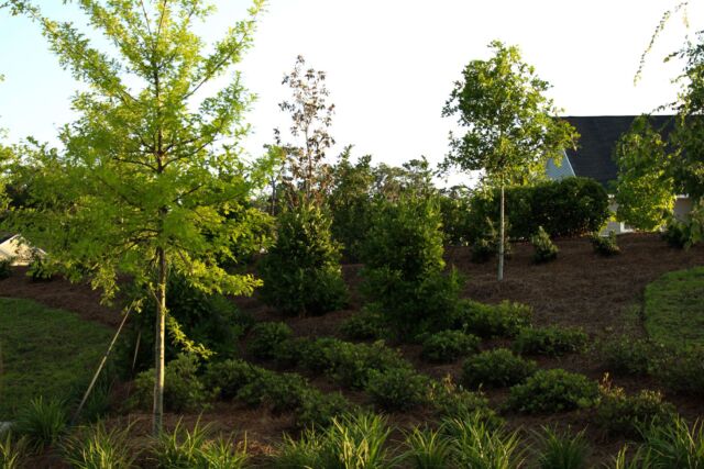 Commercial Landscaping: Red Hills Village Retirement Resort, Tallahassee, FL